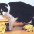 duster slippers for cats 120x120 Crazy inventions: Chindogu