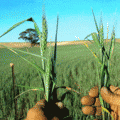 biomineral Thumbnail 120x120 biomineral agriculture (SMART 100)