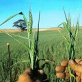 biomineral agriculture 1 120x120 biomineral agriculture (SMART 100)