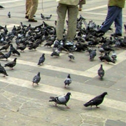 How to avoid being pigeonholed