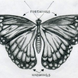 butterfly-drawings10