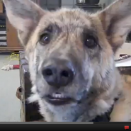 dogtease