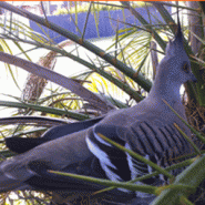 pigeonnestingindatepalm