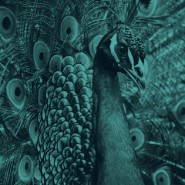 TraffikaPeacock