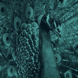 TraffikaPeacock