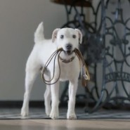 VWpuppy