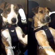 DrivingDogs