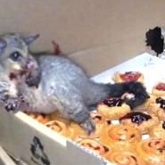 Possum