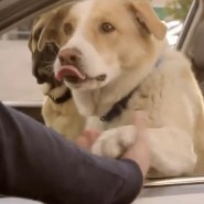 SubaruDog