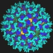Viral