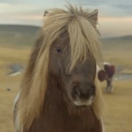 pony