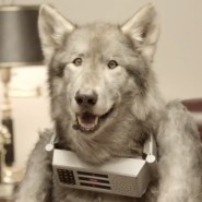 wolfdog