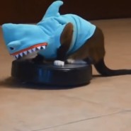 CatinSharkSuit