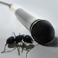antcast