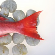 Red rock fish