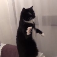 catPoses