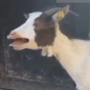 ScreamingGoat