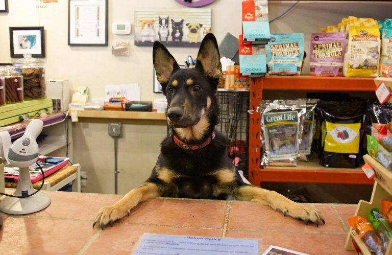 Introducing PawsEco: The first ever virtual marketplace for Aussie pet store owners